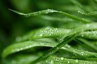 fresh-grass-rain-nature-young-724180.jpg