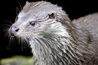 otter-marten-water-wild-animal-1329209.jpg