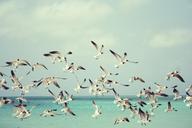 seagulls-beach-bird-wings-nature-815304.jpg