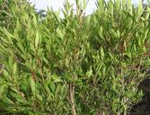 syzygium-cumini-wild-riverbed-343566.jpg