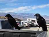 raven-death-valley-bird-fly-wings-207299.jpg