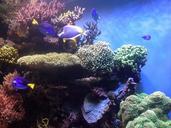 coral-reef-corals-aquarium-474052.jpg