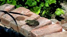 marsh-frog-garden-pond-nature-679803.jpg