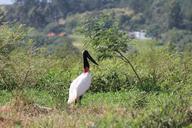 heron-bird-tropical-birds-nature-717364.jpg