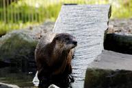 otter-board-water-enclosure-animal-348255.jpg