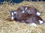 goats-livestock-stall-359469.jpg