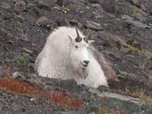 Male_billy_goat_klahane_NPS_Photo.jpg