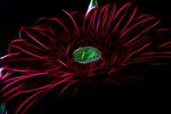 fractal-digital-red-flower-nature-97281.jpg