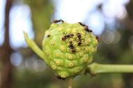 ant-fruit-food-842566.jpg