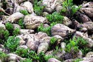 fodder-beet-beta-vulgaris-raahner-601331.jpg