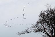 cranes-flock-of-birds-534914.jpg