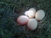 eggs-nest-chicken-423809.jpg