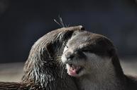 otter-zoo-598664.jpg