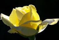 yellow-roses-blooms-flower-17641.jpg