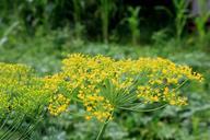 anethum-apiaceae-dill-flowers-87107.jpg