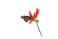 monarch-butterfly-dahlia-isolated-1667506.jpg