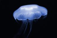 aquarium-jelly-jellies-fish-736979.jpg