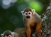 scented-monkey-primate-animal-wild-1200045.jpg