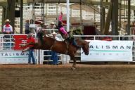 calgary-stampede-competition-horse-52954.jpg