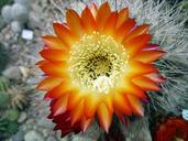 cactus-flower-blooming-cactus-cacti-1436547.jpg