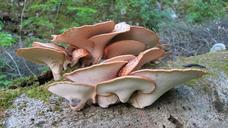 tree-fungi-beech-forest-tree-585261.jpg