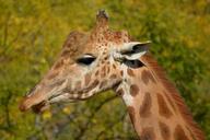 giraffe-animal-mammal-1004411.jpg