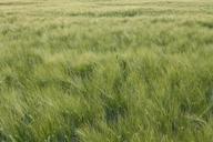 barley-close-awns-summer-field-673532.jpg