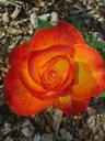 orange-red-rose-467375.jpg