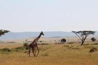 giraffe-africa-animal-serengeti-1021462.jpg