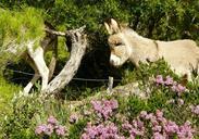 donkey-animal-head-ears-rural-261634.jpg