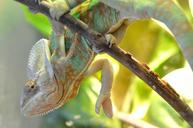 chameleon-branch-pet-green-home-1193682.jpg