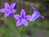 violet-violaceae-flower-1646855.jpg