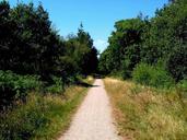 Trail through woods.jpg