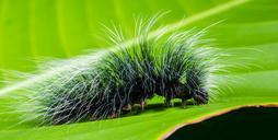 caterpillar-insect-prickly-hairy-399156.jpg