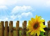 sunflowers-summer-background-sky-19647.jpg