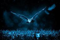 owl-mouse-hunt-night-nature-517497.jpg