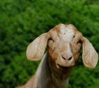 goat-animals-geitekop-floppy-ears-505015.jpg