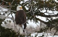 bald-eagle-eagle-bald-perched-1146049.jpg