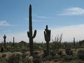 desert-cactus-nature-landscape-dry-417043.jpg