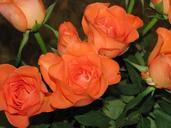 red-roses-bunch-bay-1106130.jpg