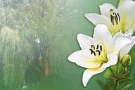 lilies-dream-white-poem-relax-416625.jpg