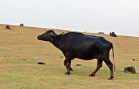 buffalo-bovine-milch-animal-dairy-317597.jpg