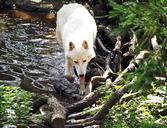 wolf-white-wolf-water-nature-520796.jpg