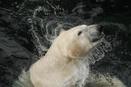 polar-bear-white-bear-zoo-wildlife-401655.jpg