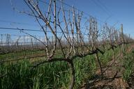 vineyard-wine-field-vine-grape-227779.jpg