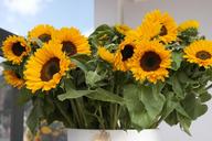 sunflower-yellow-flower-878824.jpg