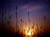 sunset-silhouette-east-plants-sun-877861.jpg