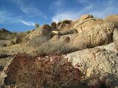 joshua-tree-desert-landscape-rock-545463.jpg