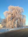 willow-tree-winter-frozen-522391.jpg