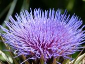 artichoke-flower-purple-beauty-1472998.jpg